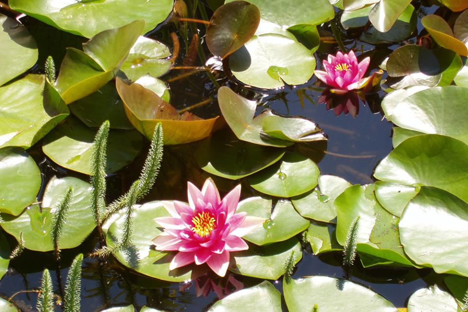 Seerosenteich Seerosenteich