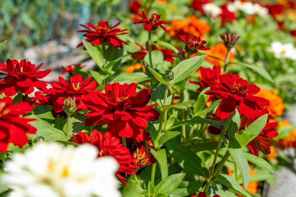 Rote Zinnien Rote Zinnien